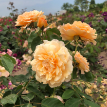 Planten Rosa 'Buff Beauty'   blote wortel