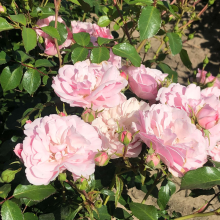 Planten Rosa 'Meidomonac' (Bonica 82)   pot