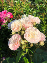 Planten Rosa 'Lenbofa' (Bouquet Parfait)   blote wortel