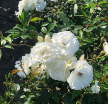 Planten Rosa 'Climbing Schneewittchen'   pot   klimroos