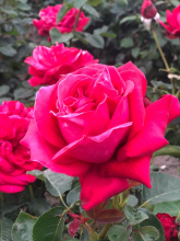 Planten Rosa 'Dame de Coeur' (Queen of Hearts)   blote wortel  