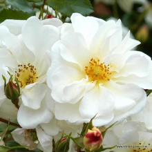 Planten Rosa 'Korgazell' (Diamant, Brilliant Vigorosa, Diamond, White Sunsation)   blote wortel