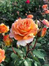 Planten Rosa 'Doris Tysterman'   pot