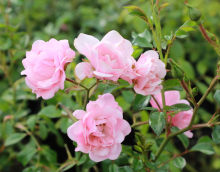Planten Rosa 'The Fairy'   struikroos   pot 1,3L  