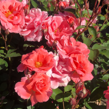 Planten Rosa 'Favorite'   blote wortel