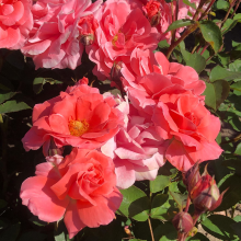 Planten Rosa 'Favorite'   pot