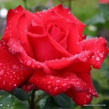Planten Rosa 'Gentano'   blote wortel