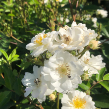 Planten Rosa 'Lenalbi' (Guirlande d'Amour)   pot   klimroos
