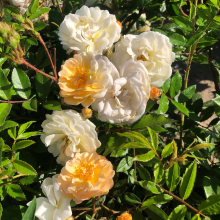 Planten Rosa 'Ghislaine de Féligonde'   pot   klimroos