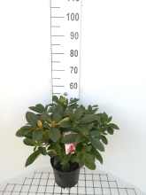Planten Rhododendron 'Albert Schweitzer'   pot   40 50 cm  