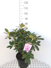 Planten Rhododendron 'Albert Schweitzer'   pot 10L   60 80 cm