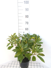 Planten Rhododendron 'Blue Jay'   pot   40 50 cm