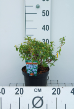 Planten Rhododendron 'Blue Tit'   pot   25 30 cm