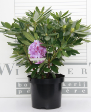 Planten Rhododendron 'Catawbiense Grandiflorum'   pot   40 50 cm  