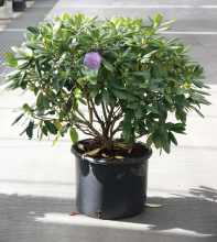 Planten Rhododendron 'Catawbiense Grandiflorum'   pot 30L   80 100 cm  