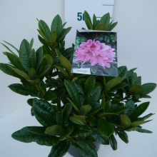 Planten Rhododendron 'Cosmopolitan'   pot   40 50 cm