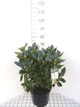 Planten Rhododendron 'Cunningham's White'   pot 10L   60 80 cm