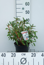 Planten Rhododendron 'Dora Amateis'   pot   25 30 cm