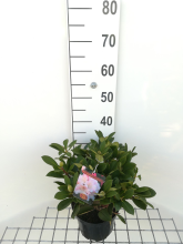 Planten Rhododendron 'Dreamland'   pot   25 30 cm