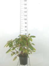 Planten Rhododendron 'Eucharis'   pot   40 50 cm