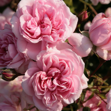 Planten Rosa 'Korgrasotra' (Home & Garden)   blote wortel
