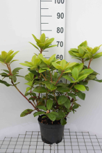 Planten Rhododendron 'Germania'   pot   40 50 cm