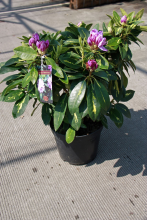 Planten Rhododendron 'Goldflimmer'   pot   40 50 cm
