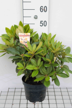Planten Rhododendron 'Golden Torch'   pot   25 30 cm
