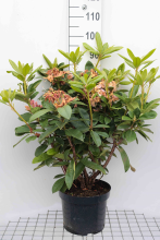 Planten Rhododendron 'Gomer Waterer'   pot 10L   60 80 cm