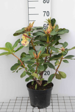 Planten Rhododendron 'Horizon Monarch'   pot   40 50 cm