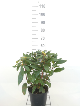 Planten Rhododendron 'Marcel Menard'   pot   40 50 cm