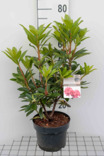 Planten Rhododendron 'Nova Zembla'   pot   40 50 cm