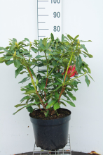 Planten Rhododendron 'Nova Zembla'   pot 10L   60 80 cm
