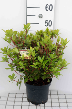 Planten Rhododendron 'Princess Anne'   pot   25 30 cm  