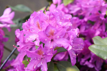 Planten Rhododendron ponticum   pot   30 40 cm  
