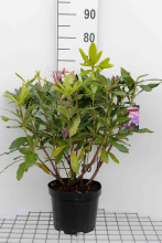 Planten Rhododendron ponticum   pot   40 60 cm  