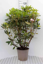 Planten Rhododendron ponticum   pot 15L   80+ cm  