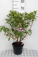 Planten Rhododendron 'Praecox'   pot   30 40 cm