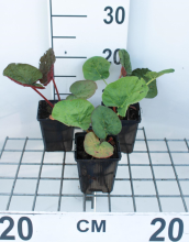 Planten Rheum palmatum var. Tanguticum   pot 9x9 cm