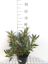 Planten Rhododendron ponticum 'Variegatum'   pot   40 50 cm