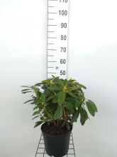 Planten Rhododendron 'Percy Wiseman'   pot   40 50 cm