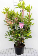 Planten Rhododendron 'Roseum Elegans'   pot   40 50 cm