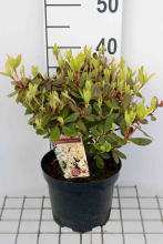 Planten Rhododendron 'Shamrock'   pot   25 30 cm