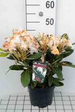 Planten Rhododendron 'Silberwolke'   pot   25 30 cm