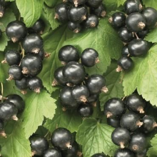 Planten Ribes nigrum 'Ben Nevis'   pot   struik  