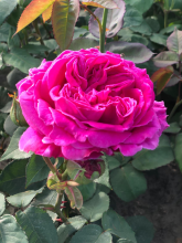 Planten Rosa 'Mme Isaac Pereire'   pot   klimroos