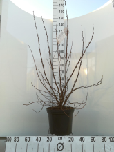 Planten Ribes sanguineum 'King Edward VII'   pot 12L   100 125 cm