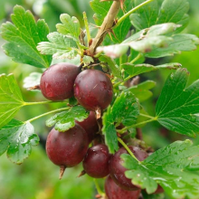 Planten Ribes uva crispa 'Captivator'   pot   struik  