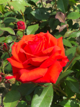 Planten Rosa 'Kanegem'   blote wortel