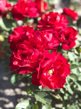 Planten Rosa 'Korlima' (Lilli Marlene)   pot